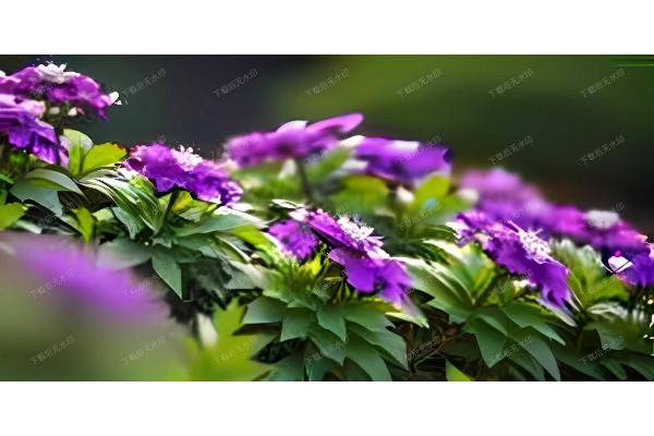 武汉桑拿技师,一技之长让人难忘! 武汉桑拿技师,一技之长让人难忘!